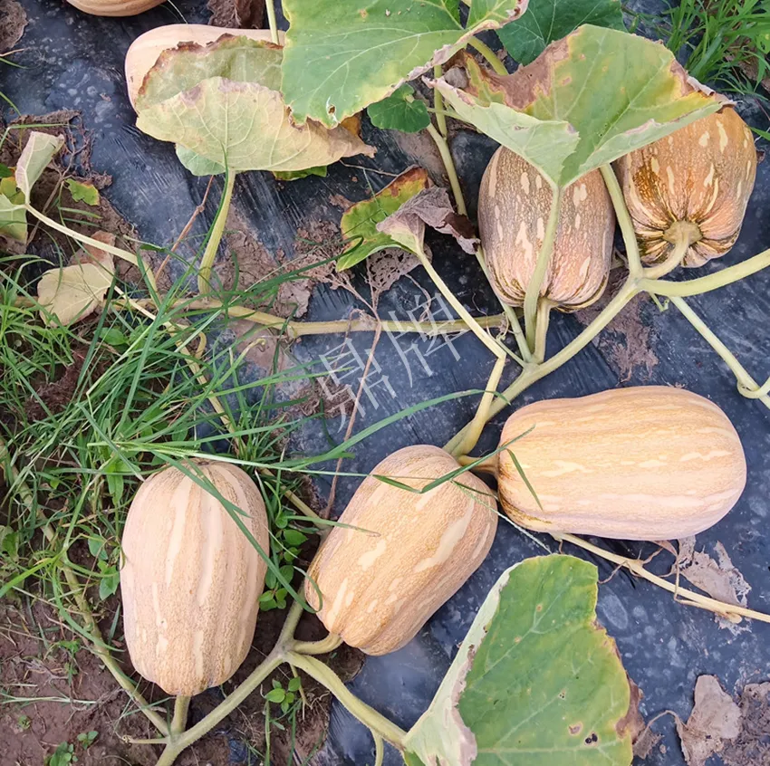 襄陽(yáng)農(nóng)民“押寶”押對(duì)了，這個(gè)品種幫他賺了2倍錢(qián)