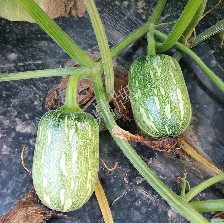 襄陽(yáng)農(nóng)民“押寶”押對(duì)了，這個(gè)品種幫他賺了2倍錢(qián)
