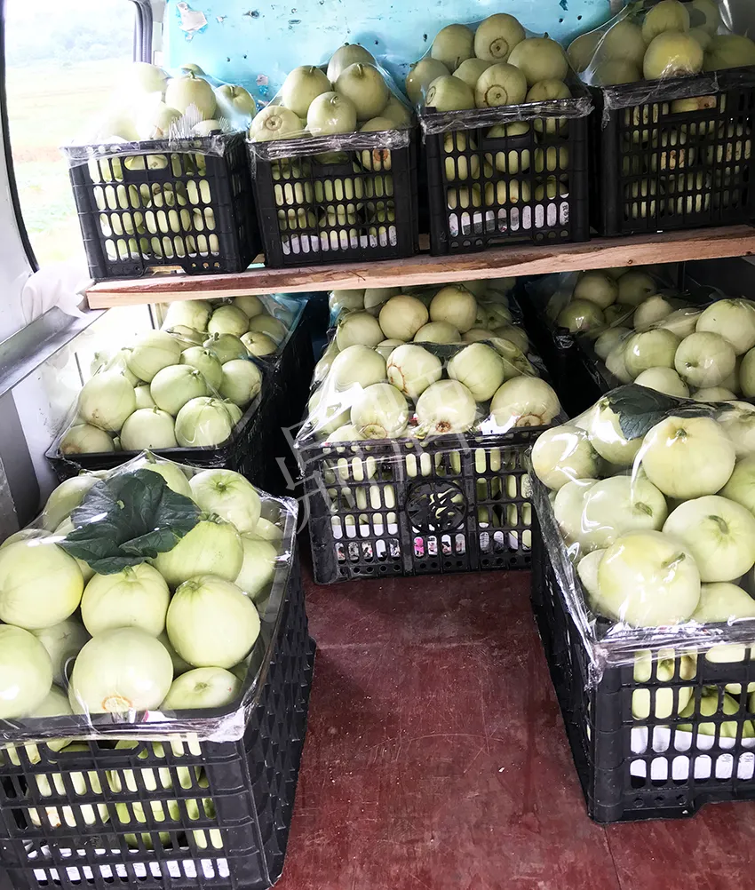 郴州農(nóng)戶種植新品種，果實(shí)又香又甜，很好賣