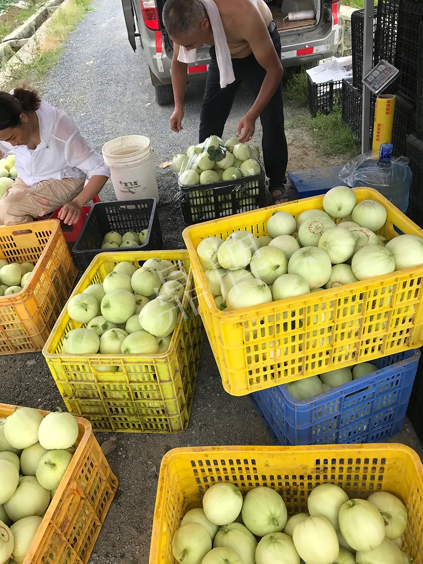郴州農(nóng)戶種植新品種，果實(shí)又香又甜，很好賣