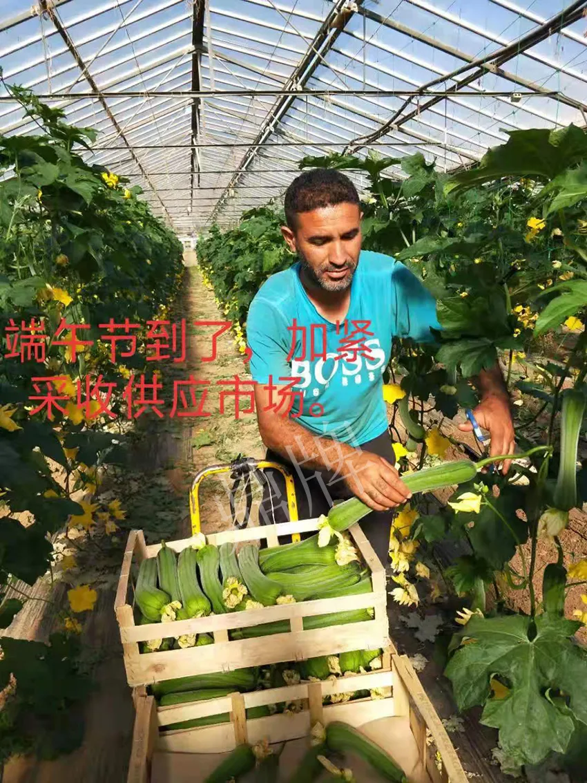 鎮(zhèn)江的何青萍，在法國種植“優(yōu)比1號”每公斤24元