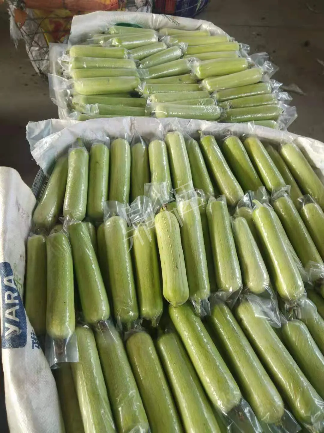 這個絲瓜每畝能掙3萬，沒種植的農戶后悔得拍大腿