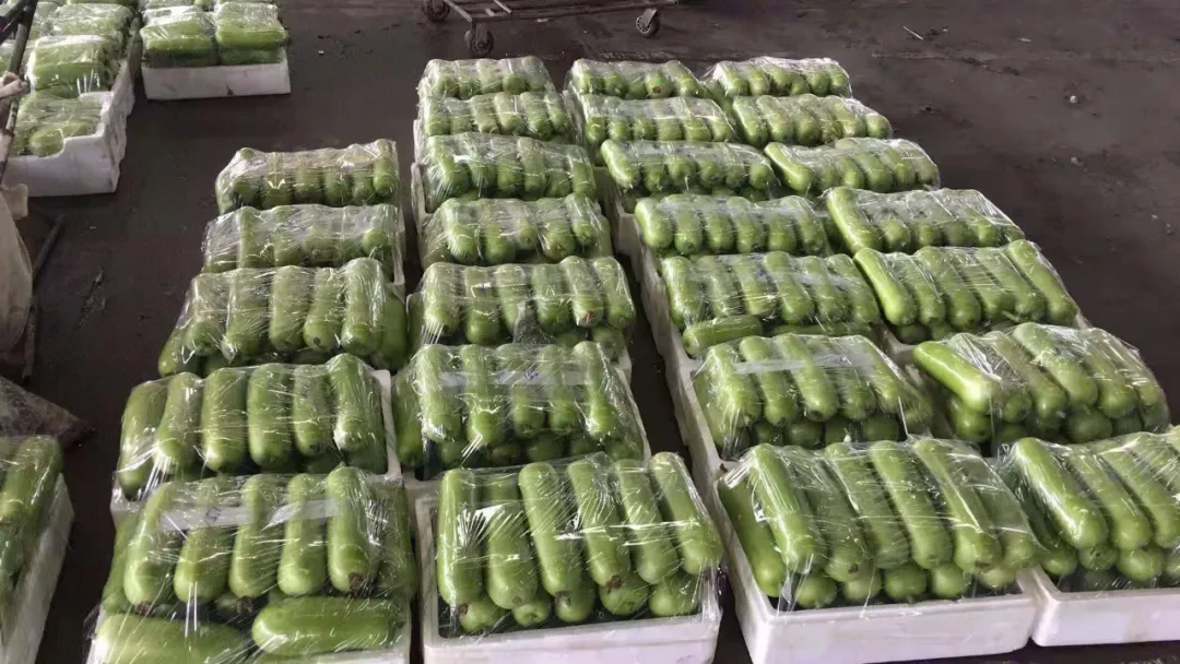 這個品種上市早，價格好！我連續(xù)種了三年，滿意