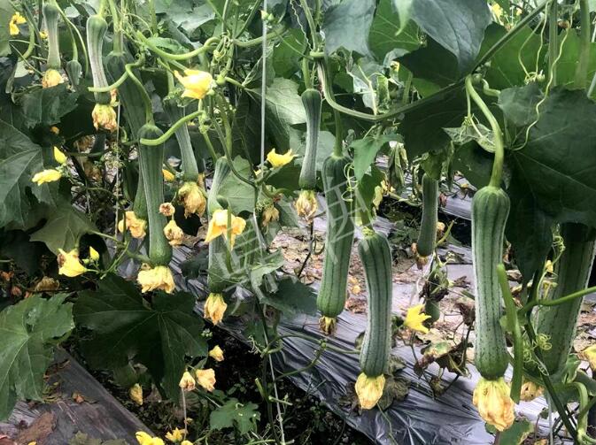 蔬菜種子種植戶客戶點評-這個絲瓜品種，找不到競爭對手……
