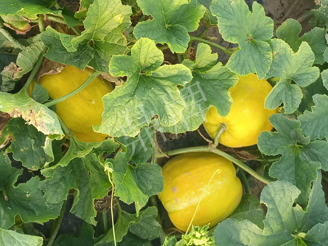 蔬菜種子種植戶客戶點(diǎn)評-種它！種它！高溫季節(jié)就種它！