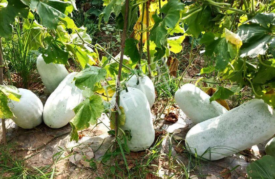 蔬菜種子種植戶客戶點(diǎn)評-驚訝！炎炎烈日下，小孩大聲喊：“大雪球！大雪球……”怎樣一回事？