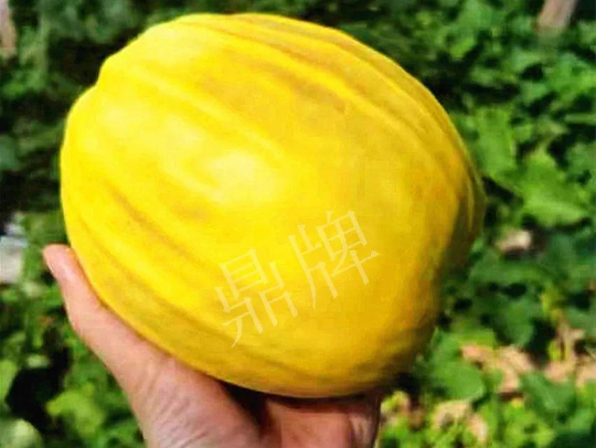 蔬菜種子種植戶客戶點(diǎn)評-我的甜瓜賣20元1市斤，與大家分享…