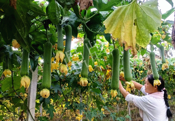 蔬菜種子種植戶客戶點(diǎn)評-8月，持續(xù)高溫下，這種絲瓜少見，少見！