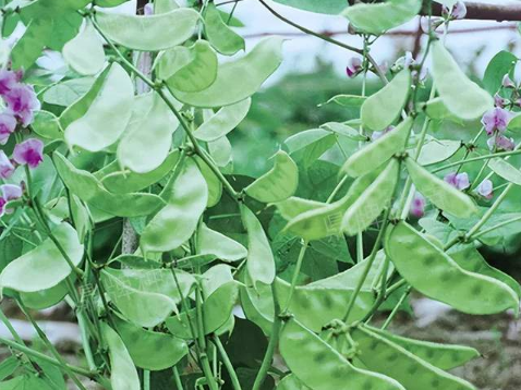 蔬菜種子種植戶(hù)客戶(hù)點(diǎn)評(píng)-鼎牌幫我度難關(guān)，決心助我大豐收！