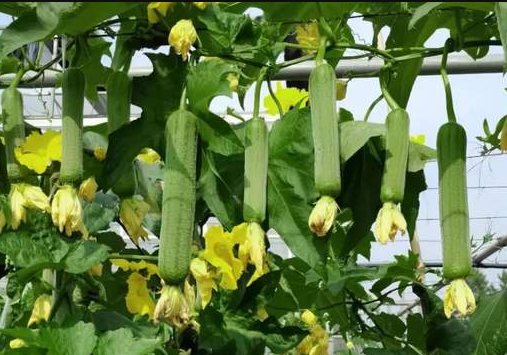 蔬菜種子種植戶(hù)客戶(hù)點(diǎn)評(píng)-每畝收入2萬(wàn)元！這個(gè)絲瓜品種大受歡迎！