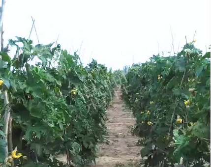 蔬菜種子種植戶(hù)客戶(hù)點(diǎn)評(píng)-種植這個(gè)品種，獲得高收入，老婆的功勞最大