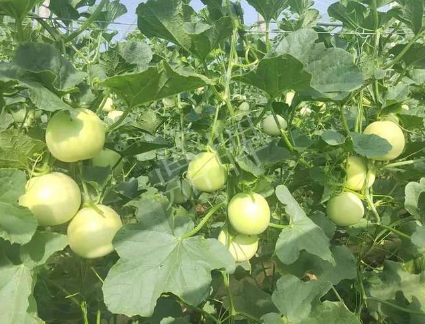 蔬菜種子種植戶(hù)客戶(hù)點(diǎn)評(píng)-種植這個(gè)新品種，我感到非常滿(mǎn)意！