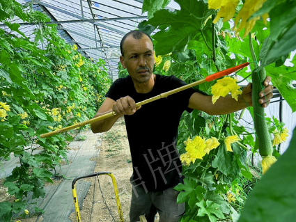 蔬菜種子種植戶(hù)客戶(hù)點(diǎn)評(píng)-這種絲瓜在法國(guó)，批發(fā)都是30元/kg