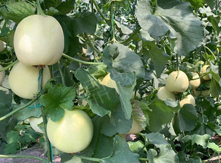 蔬菜種子種植戶客戶點(diǎn)評(píng)-“玉奶香2號(hào)”甜瓜，真的有那么好嗎？