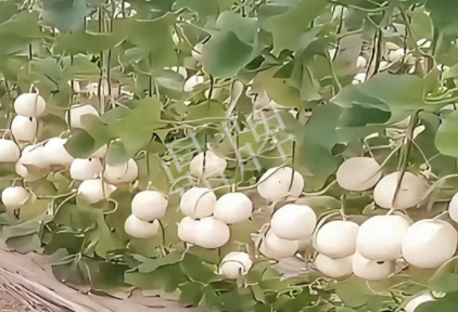 蔬菜種子種植戶客戶點(diǎn)評(píng)-現(xiàn)在的瓜菜價(jià)格不好，但我種植的優(yōu)質(zhì)甜瓜還是有好的收入！