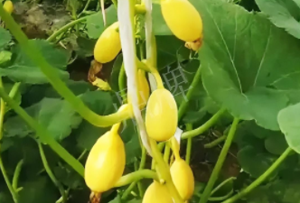 蔬菜種子種植戶客戶點(diǎn)評(píng)-一個(gè)特色品種種植戶的反饋，帶給大家的思考