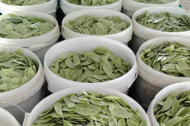 蔬菜種子種植戶客戶點(diǎn)評(píng)-時(shí)隔20年，我再種這個(gè)品種，大家來看看，怎么樣？