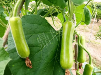 蔬菜種子種植戶客戶點(diǎn)評-科研人員發(fā)誓研究的一個抗高溫品種，您可能需要！