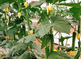 蔬菜種子種植戶客戶點(diǎn)評-一株結(jié)瓜30多個，價錢好，賺了！