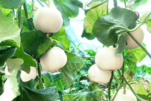 蔬菜種子種植戶客戶點(diǎn)評-丁老板說：種植這個品種，獲得了滿意的收入，確實(shí)“爽歪歪”