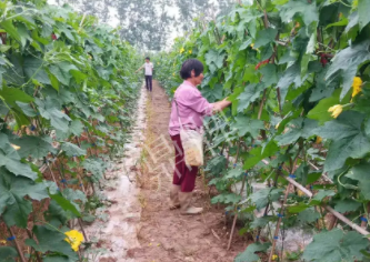 蔬菜種子種植戶客戶點(diǎn)評-85歲老奶奶，還是種植基地的領(lǐng)頭人，做的怎么樣？一起去看看…