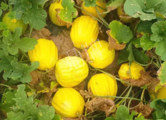 蔬菜種子種植戶客戶點(diǎn)評-瓜農(nóng)說：“還得是這個品種啊！”，什么品種讓種植戶如此感慨？